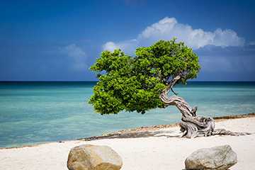 雷納－比特里克斯機場三字代碼(AUA)_Aruba空運機場,阿魯巴機場