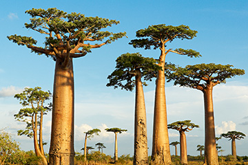 伊胡西機場三字代碼(IHO)_Ihosy空運機場,馬達加斯加機場